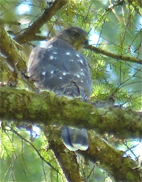 Photo of Accipiter cooperii by Rosemary Taylor